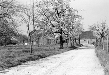 841029 Gezicht op een boerderij met bloeiende boomgaard bij de Ossenwaard te Cothen.